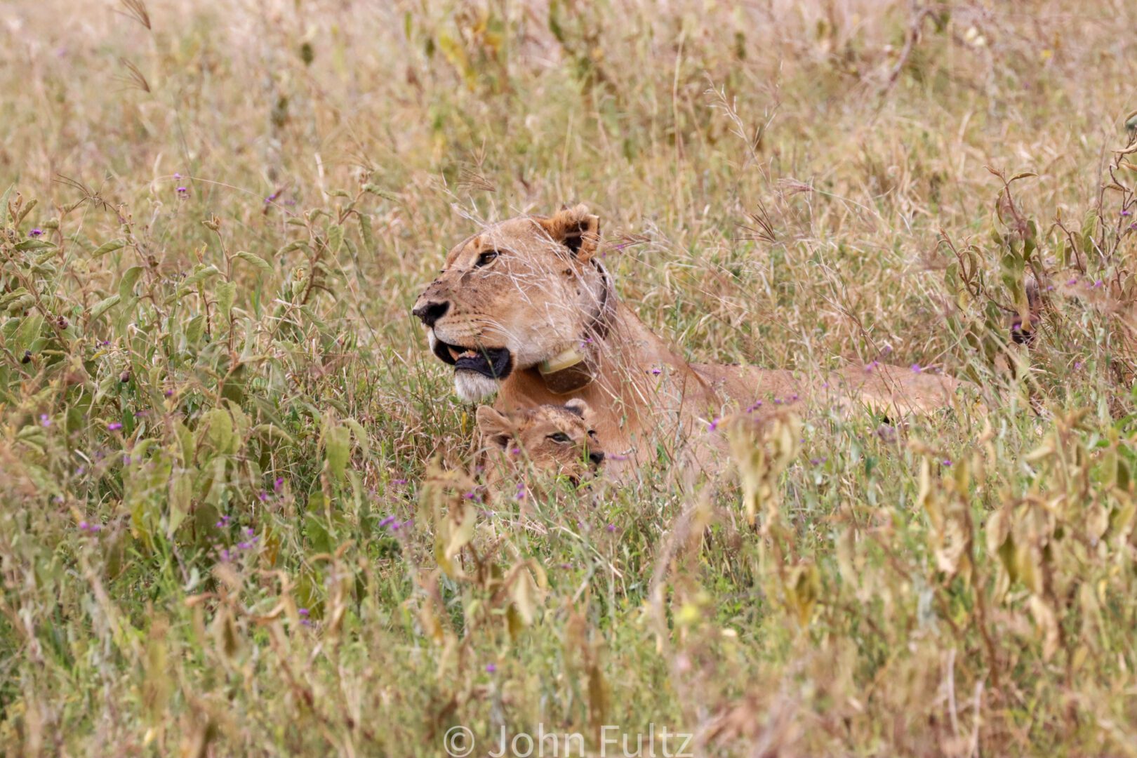 African Lioness and Cub in Tall Grass – Kenya, Africa