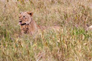 A lion is laying in the grass looking at something.