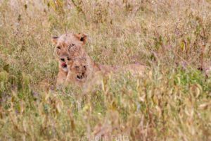 Two lions are laying in the grass together.