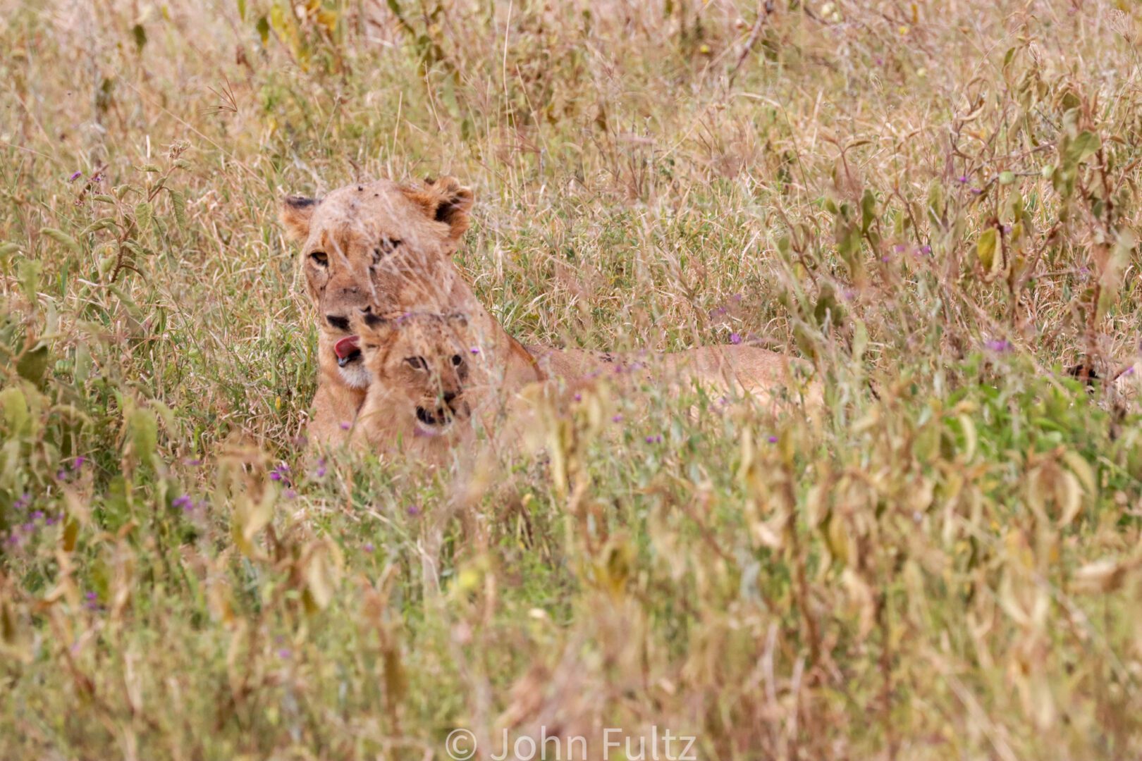 Two lions are laying in the grass together.