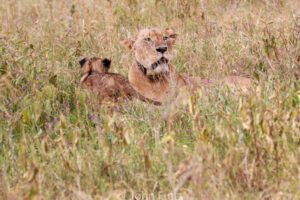 Two lions in a field of tall grass