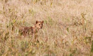 A lion cub in tall grass looking at the camera.