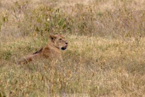 A lion laying in the grass looking at something.