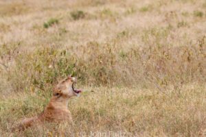 A lion is sitting in the grass and looking up.