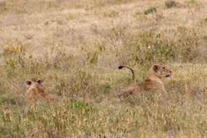 Two African Lions are laying in the grass.