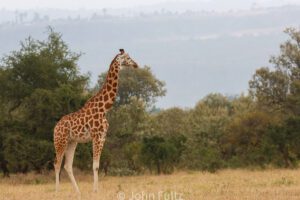 A giraffe standing in the middle of an open field.