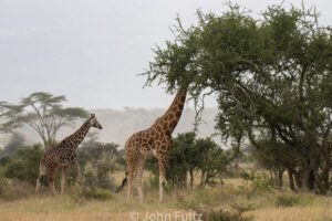 Two giraffes are standing in the grass near a tree.