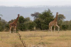 Three giraffes walking in a field with trees