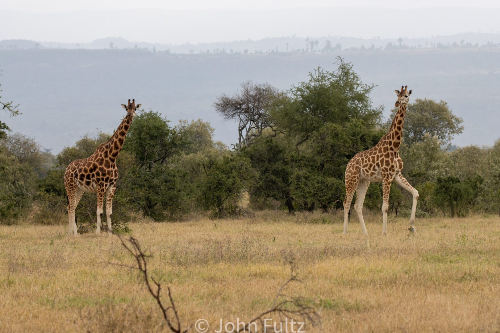 Giraffe – Kenya, Africa