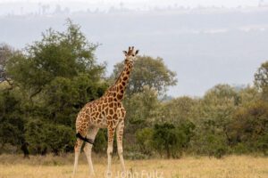 Giraffe - Kenya, Africa