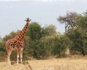 Giraffe- Kenya, Africa