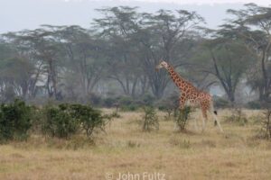 Giraffe- Kenya, Africa