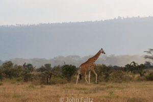 A giraffe walking in the savanna.