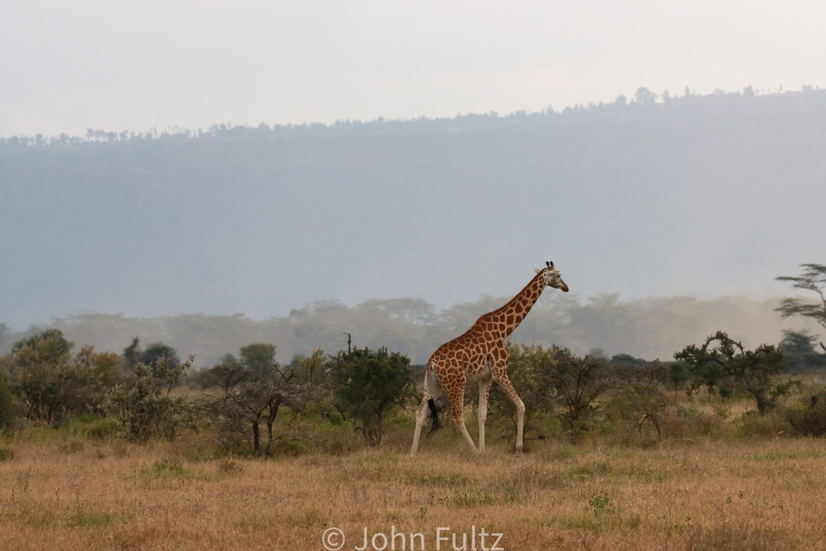 Giraffe Walking in the Savanna – Kenya, Africa