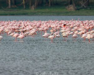 A flock of flamingos in the water.