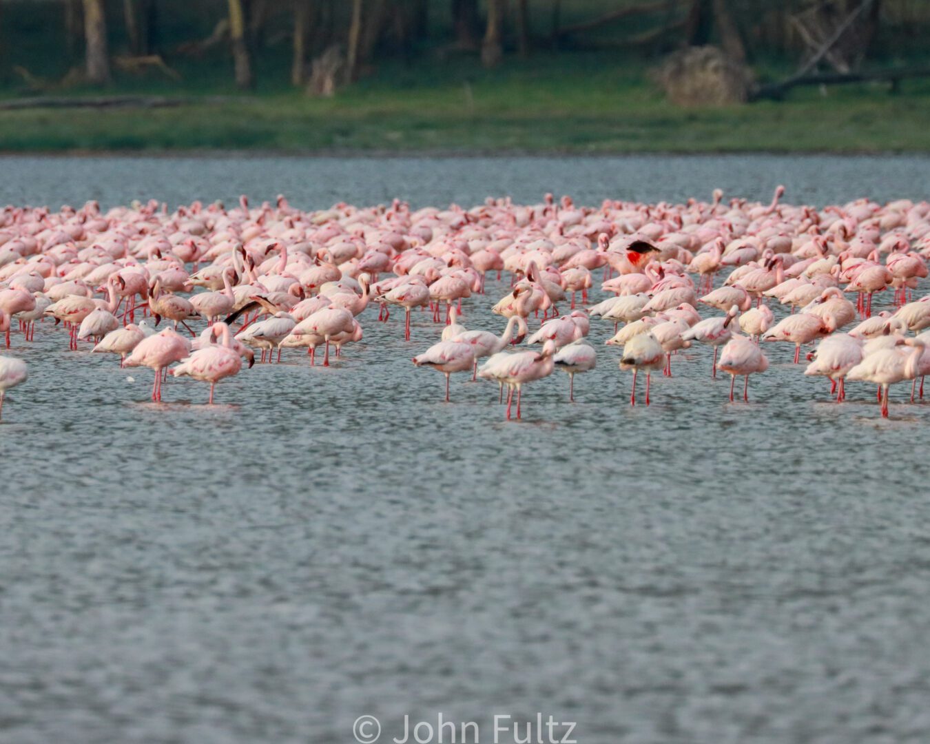 Flock of Flamingos – Kenya, Africa