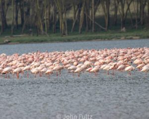 A flock of flamingos in the water.