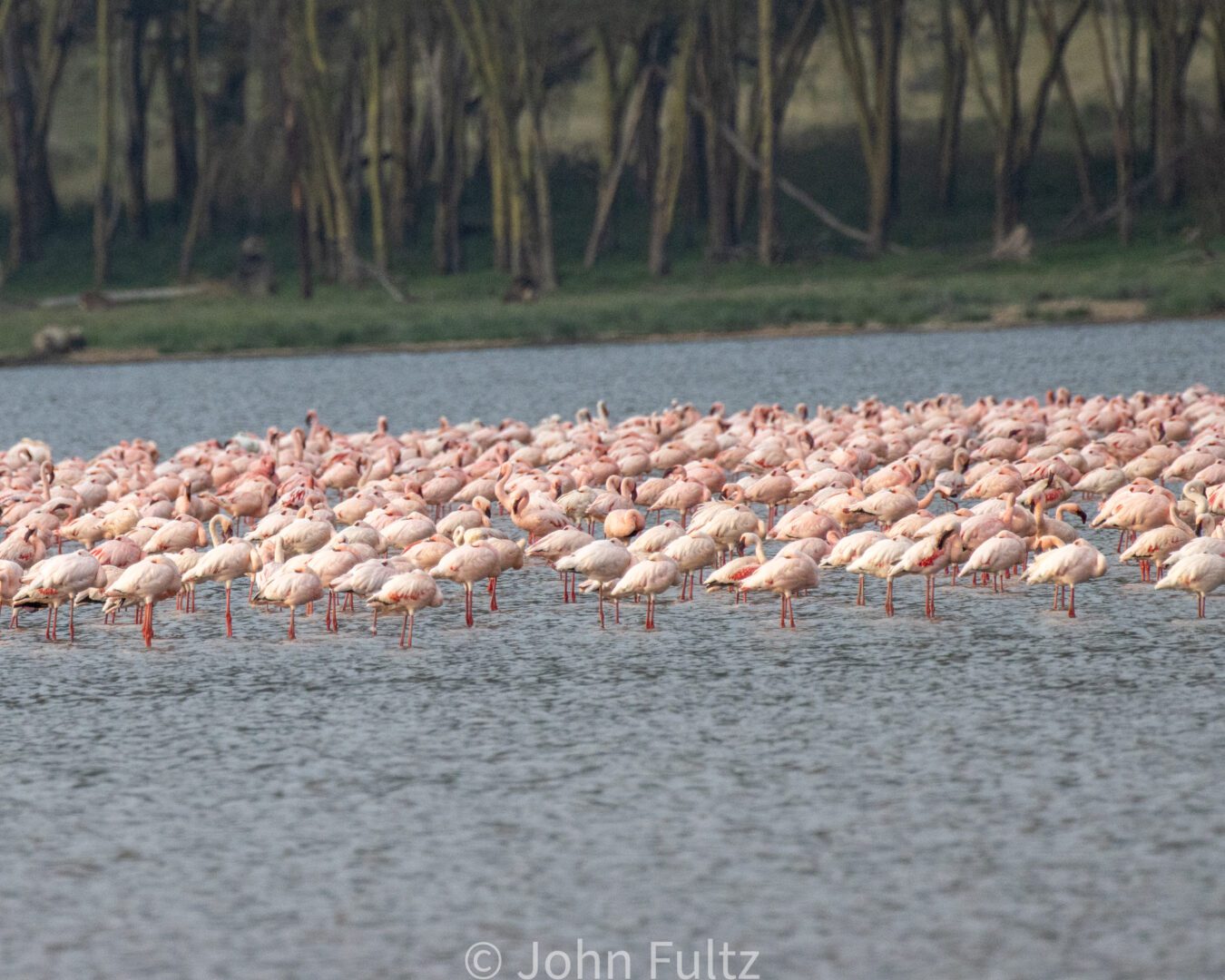 Flock of Flamingos in the Lake – Kenya, Africa