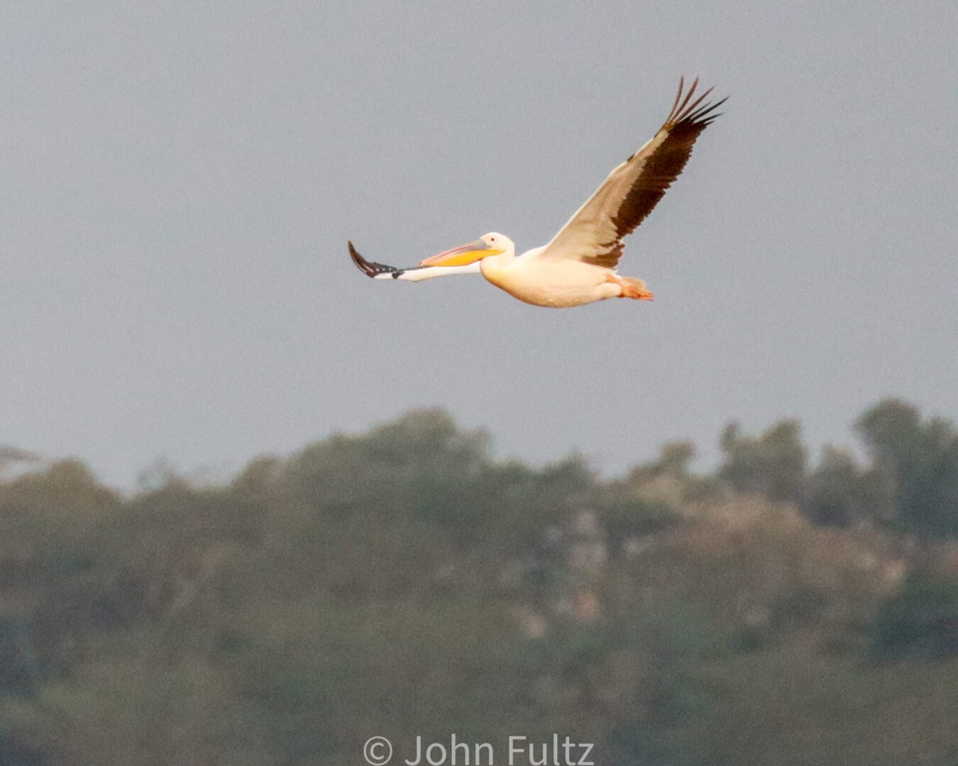 Pelican – Kenya, Africa