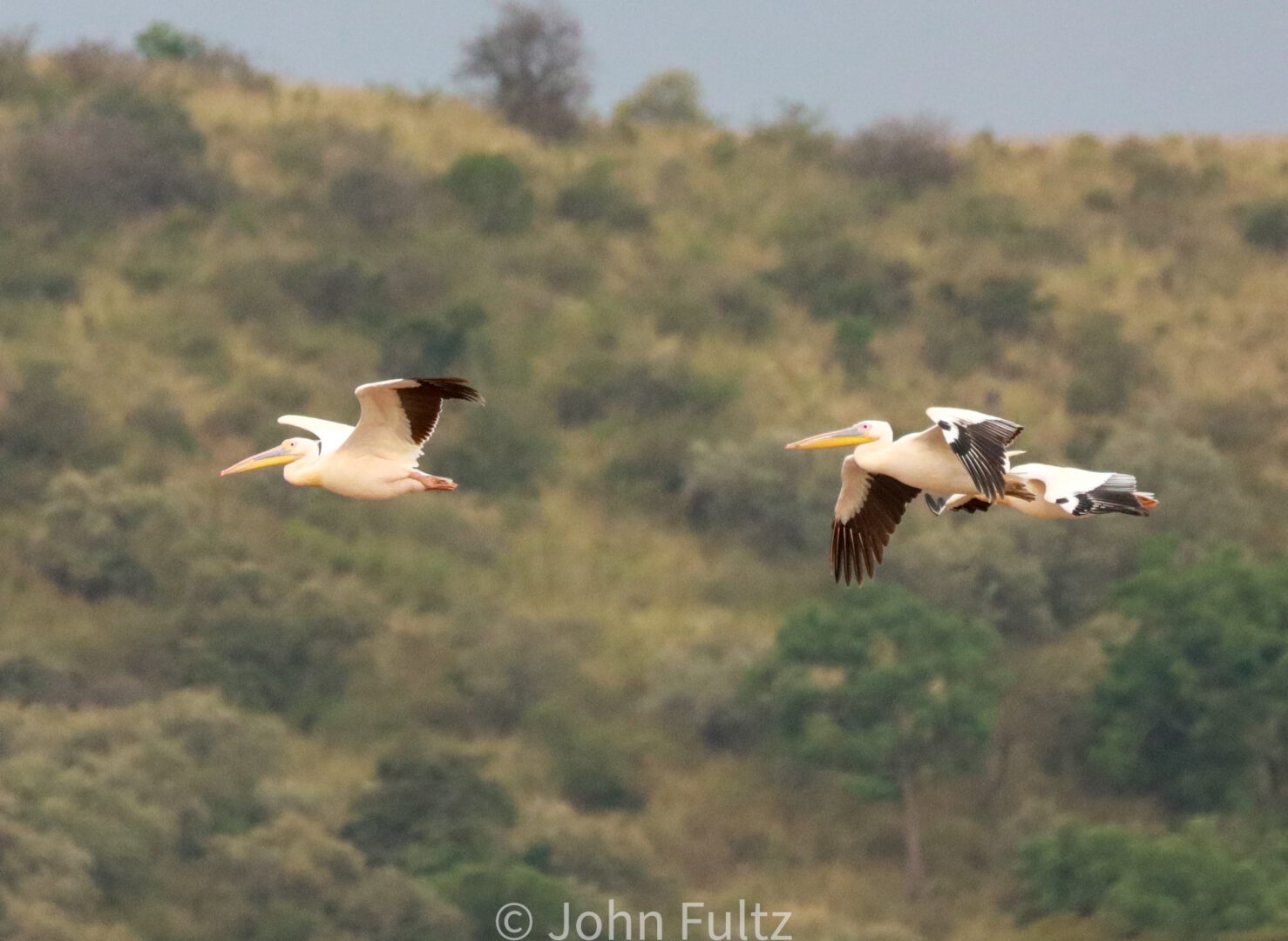 Pelicans