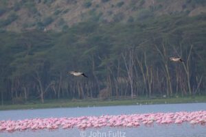 Flamingos