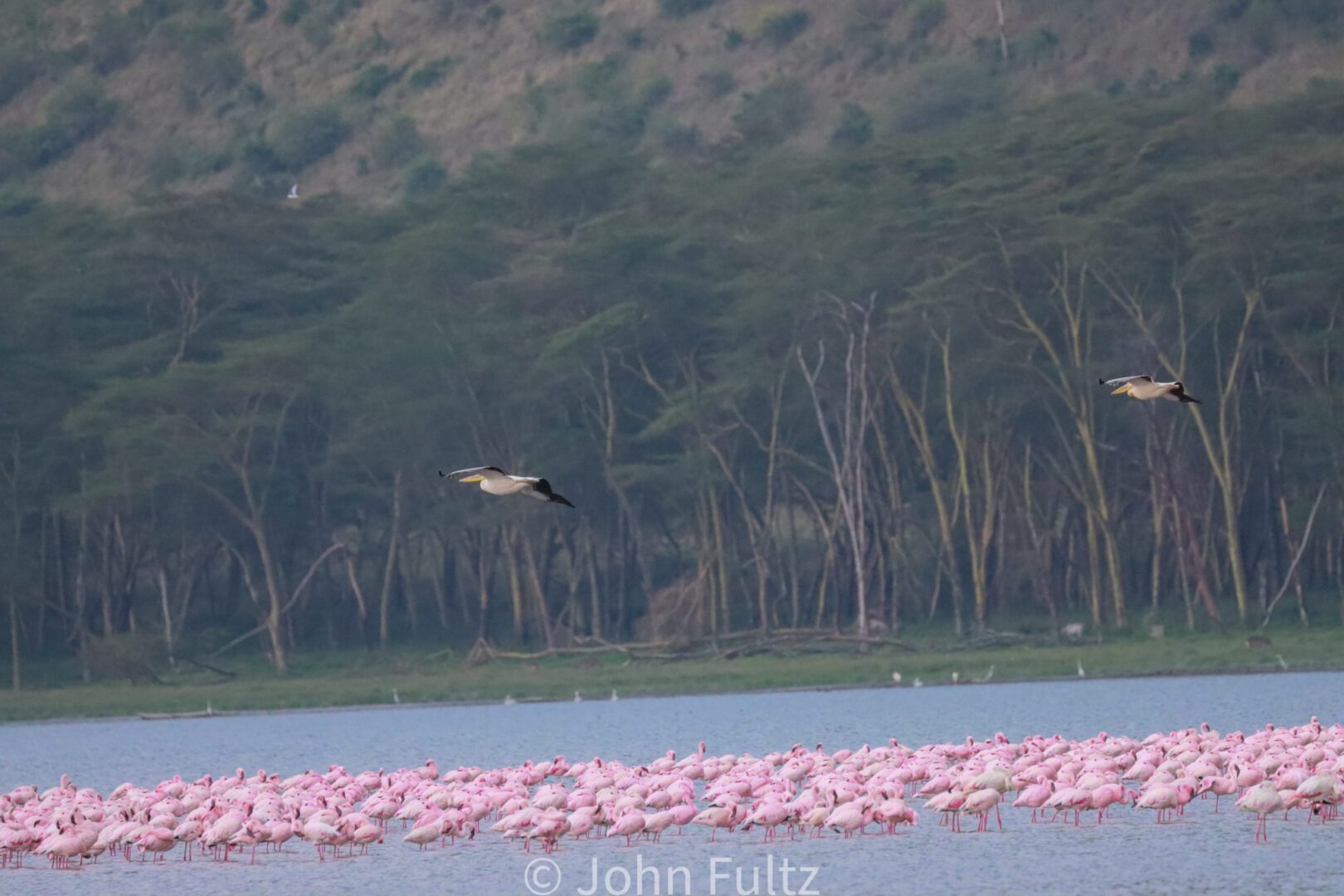 Flamingos – Kenya, Africa