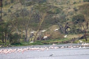 A flock of birds flying over the water.