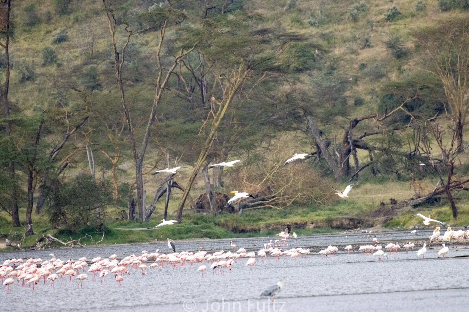 Flamingos – Kenya, Africa