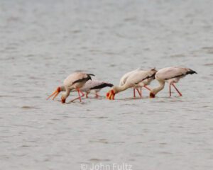 A group of birds walking across the water.