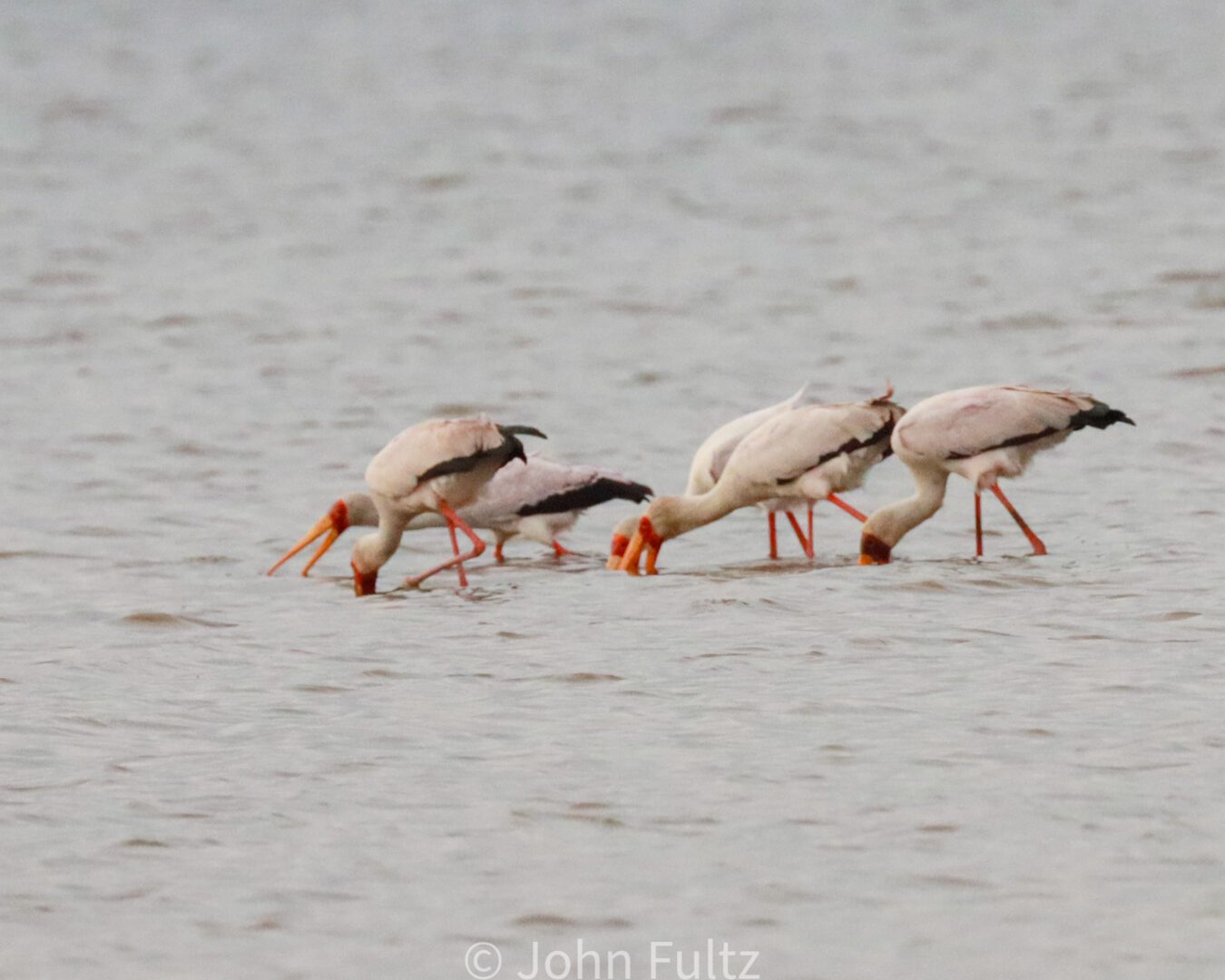 Yellow-Billed Stork – Kenya, Africa