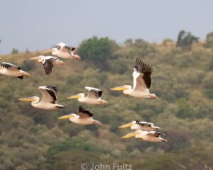 A flock of pelicans flying over the trees.