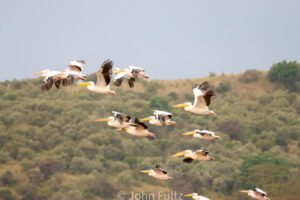 A flock of pelicans flying.