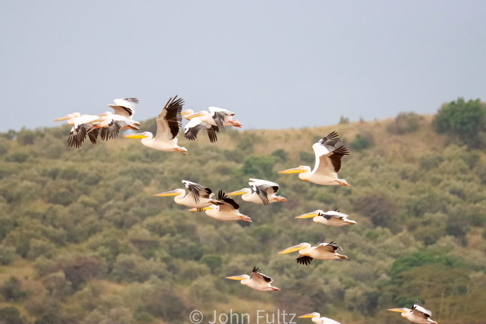 Flock of Pelicans Flying – Kenya, Africa