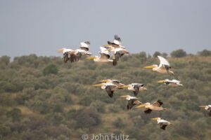 A flock of pelicans flying.