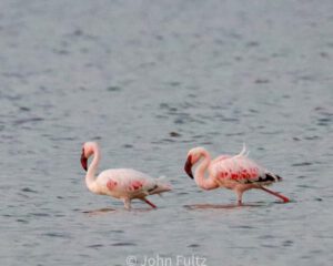 Two flamingos are walking in shallow water.