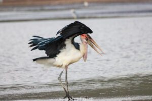 A Marabou Stork standing in shallow water near the shore.