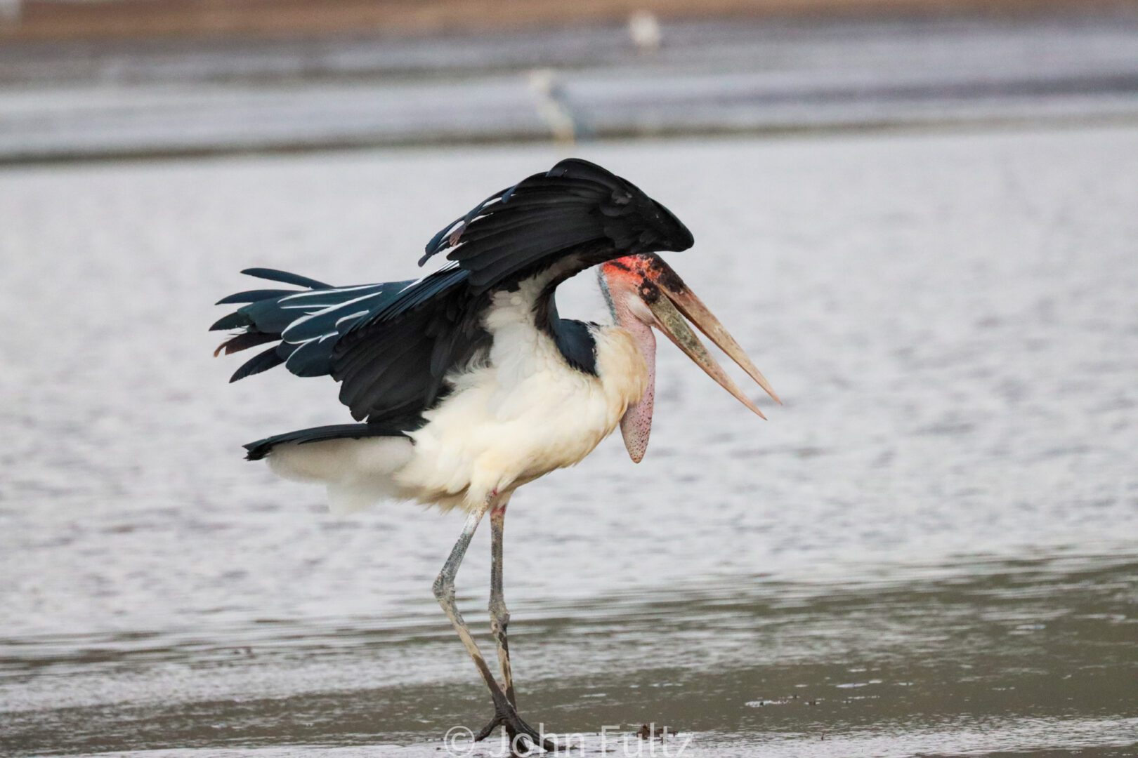 Marabou Stork – Kenya, Africa