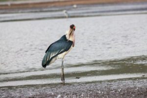 A Marabou Stork standing in shallow water near the shore.