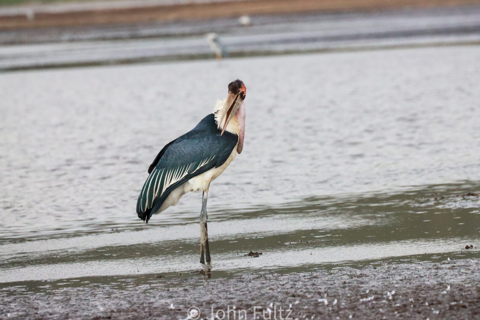 Marabou Stork – Kenya, Africa