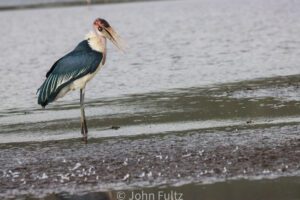 A bird standing in shallow water near the shore.