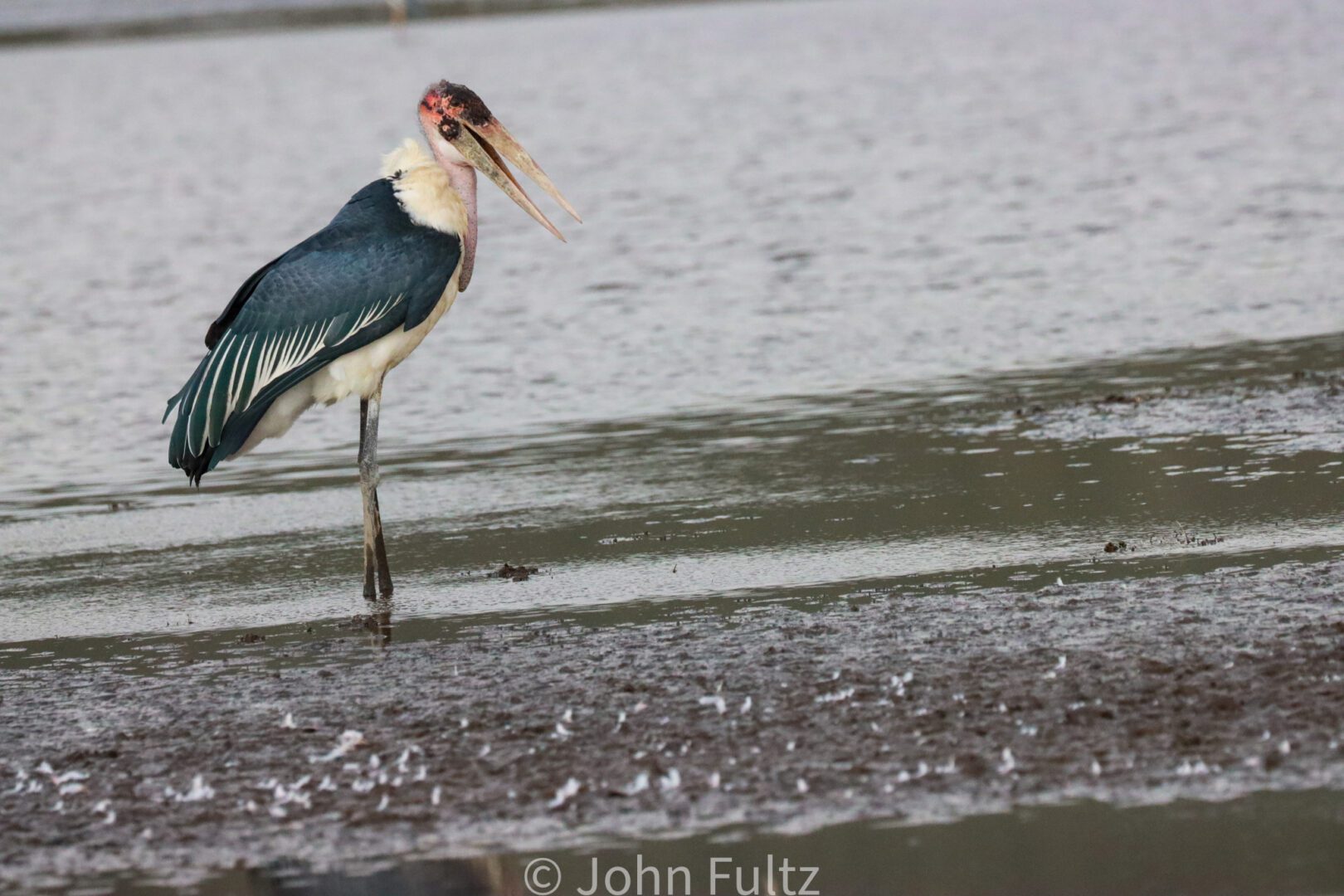 Marabou Stork – Kenya, Africa