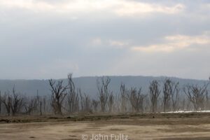 A field with dead trees in the distance.