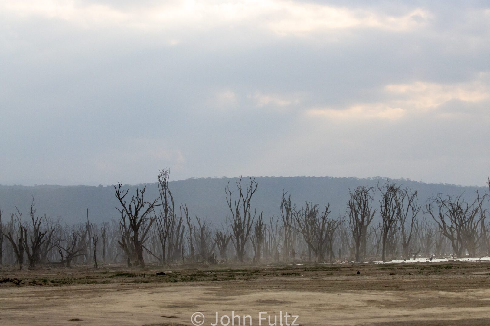 Field of Dead Trees – Kenya, Africa