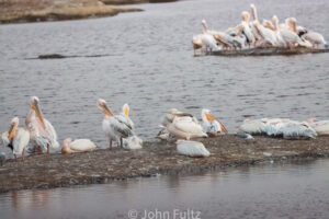 A flock of pelicans are sitting on the shore.