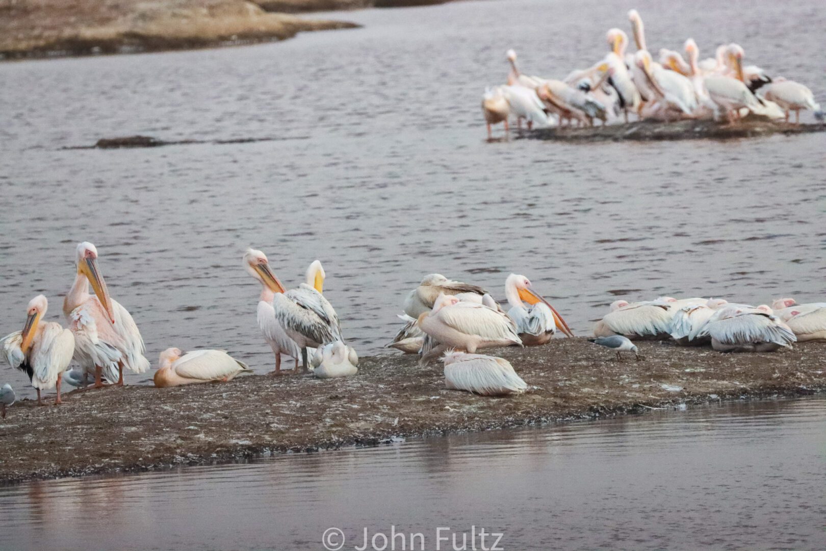 Flock of Pelicans on the Shore – Kenya, Africa