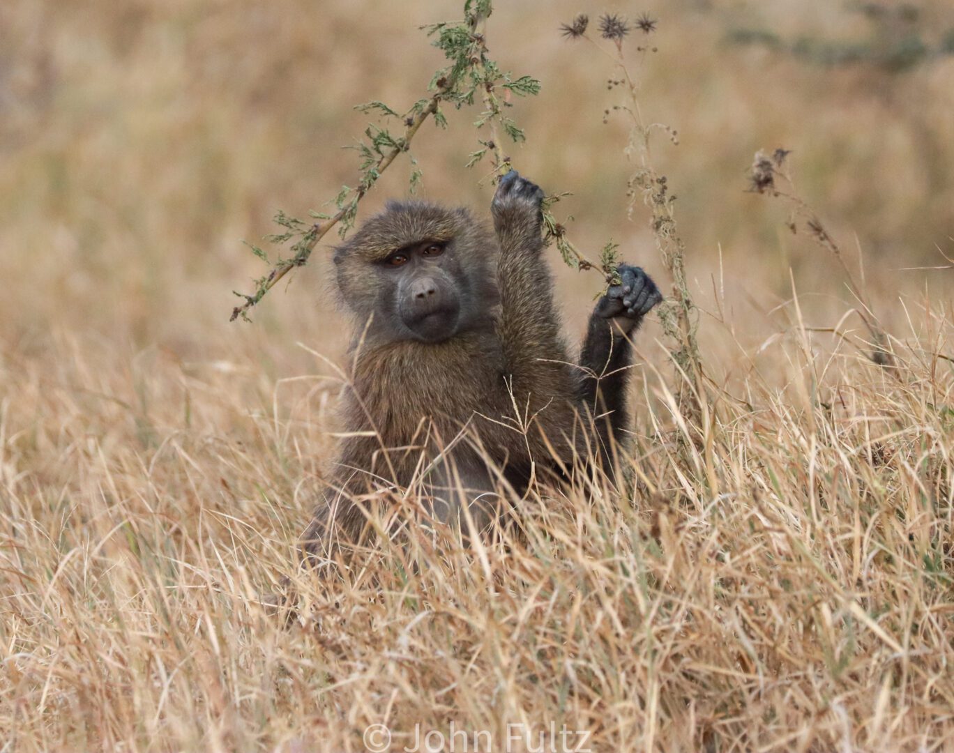 Olive Baboon – Kenya, Africa