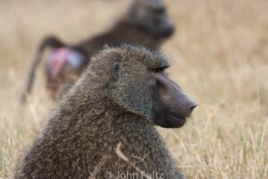 A close up an Olive Baboon in the grass