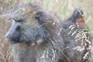 An Olive Baboon is standing in tall grass. 