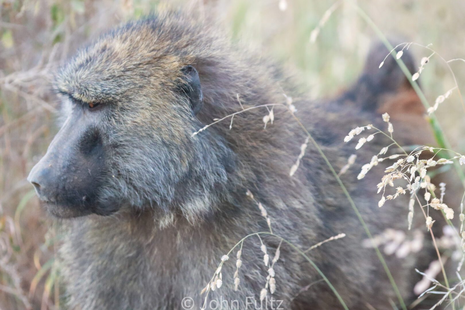 Olive Baboon in Tall Grass – Kenya, Africa