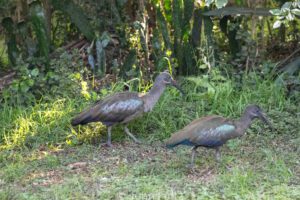 Two birds walking in the grass near some trees.